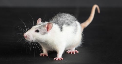 How Automatic Rat Behavior Recognition was developed