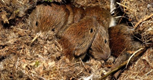 How bank voles take the future into account