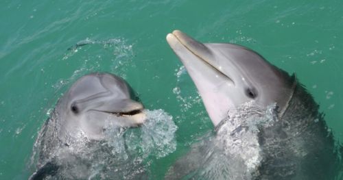 Classical music affects affiliative behaviors in bottlenose dolphins