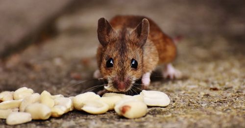 Motivation and eating: deep brain imaging in freely moving mice