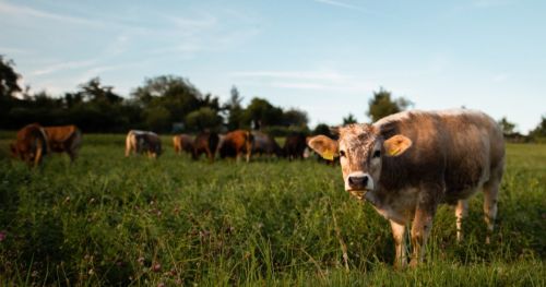 How does heat stress affect the health and welfare of dairy cows?