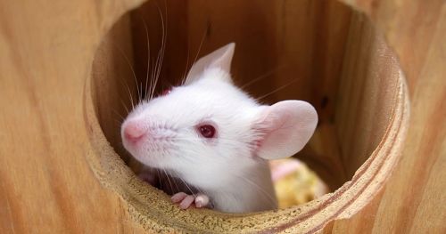 A high-throughput method to screen natural behavior of mice