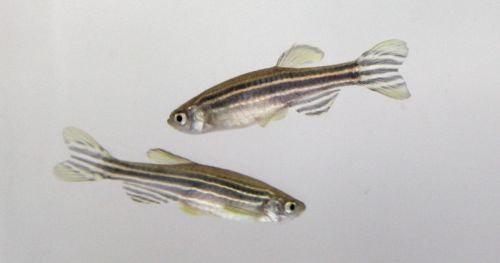 Inhibitory avoidance learning in zebrafish (Danio rerio)