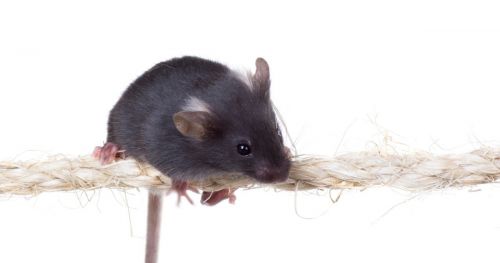Testing motor coordination in a mouse model with muscular dystrophy