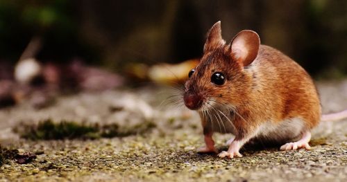 About unexpected results: predator odor excites mice