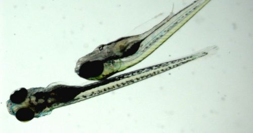 The effects of quantum dots on zebrafish larvae locomotor behavior