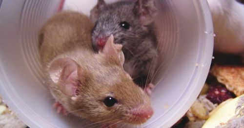 Understanding mouse social interaction using objective measures