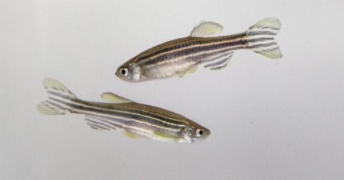 Testing PCBs toxicity - behavior in zebrafish and their offspring