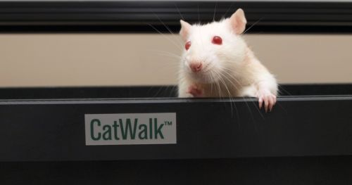 Using CatWalk XT to analyze variations in gait performance in adolescent mice