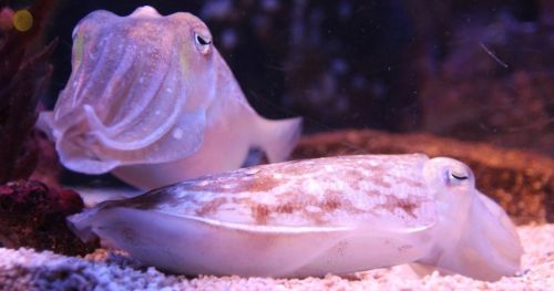 How to unravel the long-term memory of cuttlefish: automated video tracking