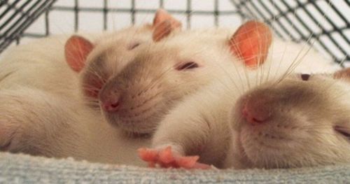 Why rats help other rats