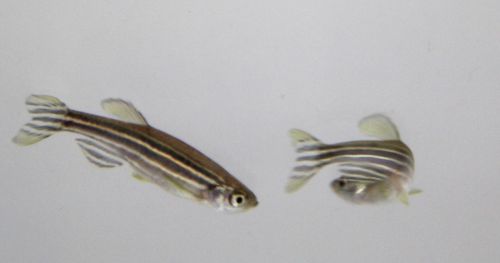 How zebrafish and optogenetics are great for investigating stress