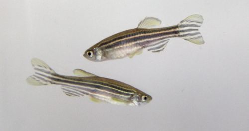 5 must-read articles on zebrafish behavioral research