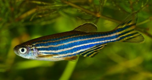 Zebrafish research: growing demands in South America