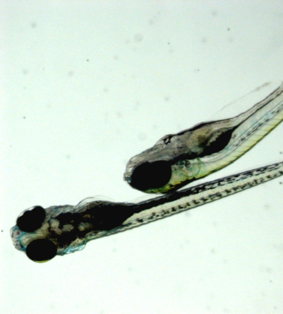 Tools for Optogenetics in zebrafish