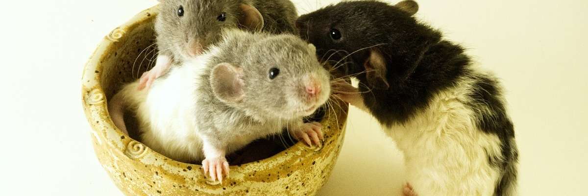 Altruism in rats, suspiciously human