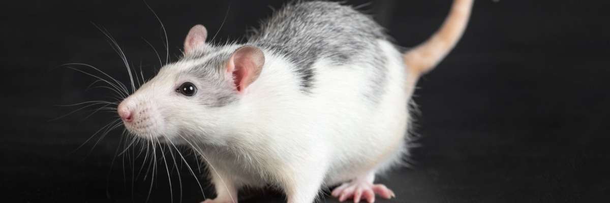 How Automatic Rat Behavior Recognition was developed