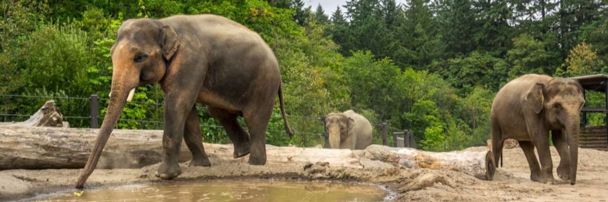 Behavioral research shows how elephants like their new habitat at the Oregon Zoo