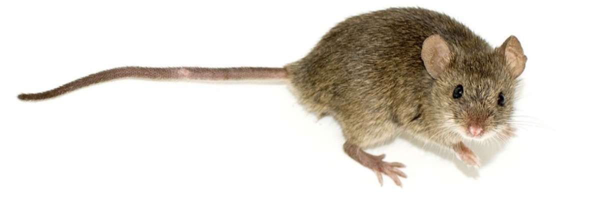 How mice regain their memory: Betaine against Alzheimer’s Disease