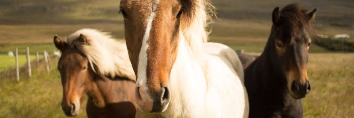 Brain & behavior: data integration in horse studies