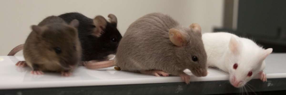 Drunken mice get aggressive on Alzheimer’s drugs