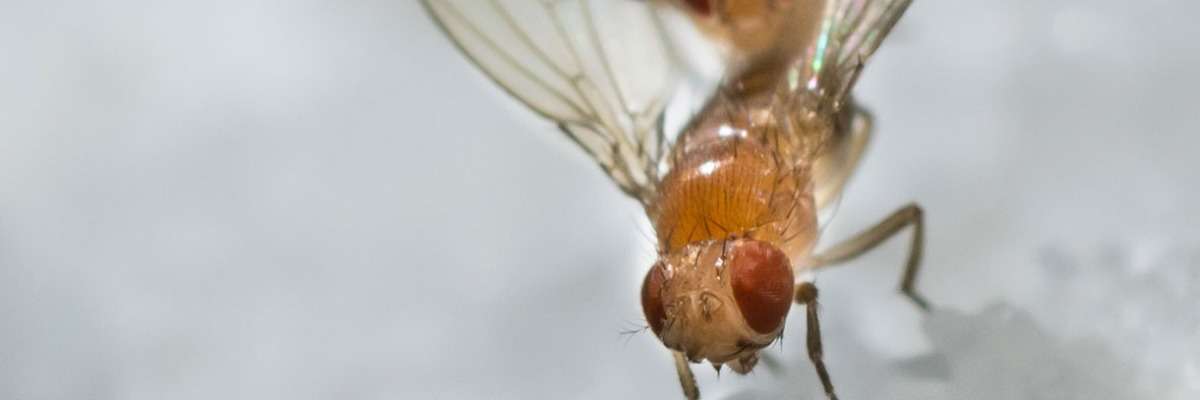 Walking in circles - the exploratory activity of Drosophila