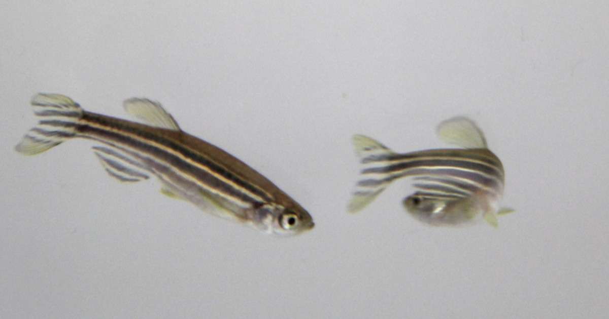 exploratory-behavior-larval-zebrafish