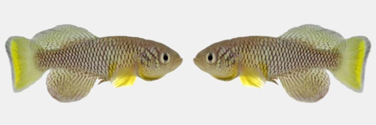 Fish live longer and are more active after eating “young poo”