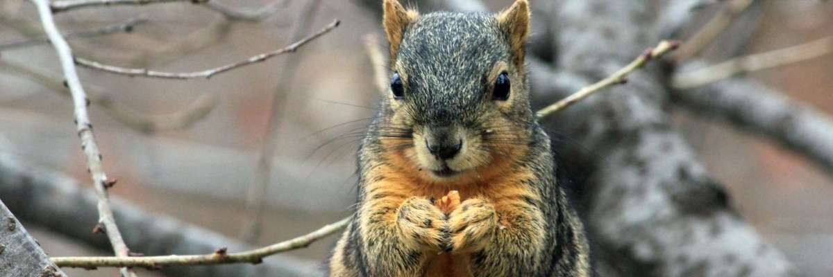 The relationship between food scarcity and caching in fox squirrels