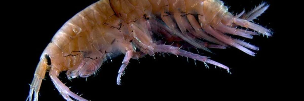 Nearly impossible to video track: small shrimp
