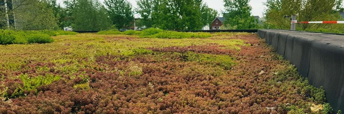 How we turned our office into a living lab with a green roof