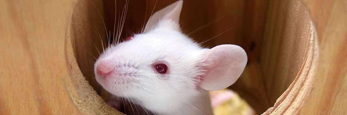 A high-throughput method to screen natural behavior of mice