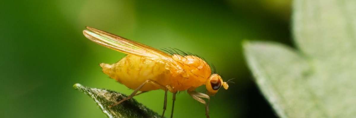 How autistic fruit flies behave