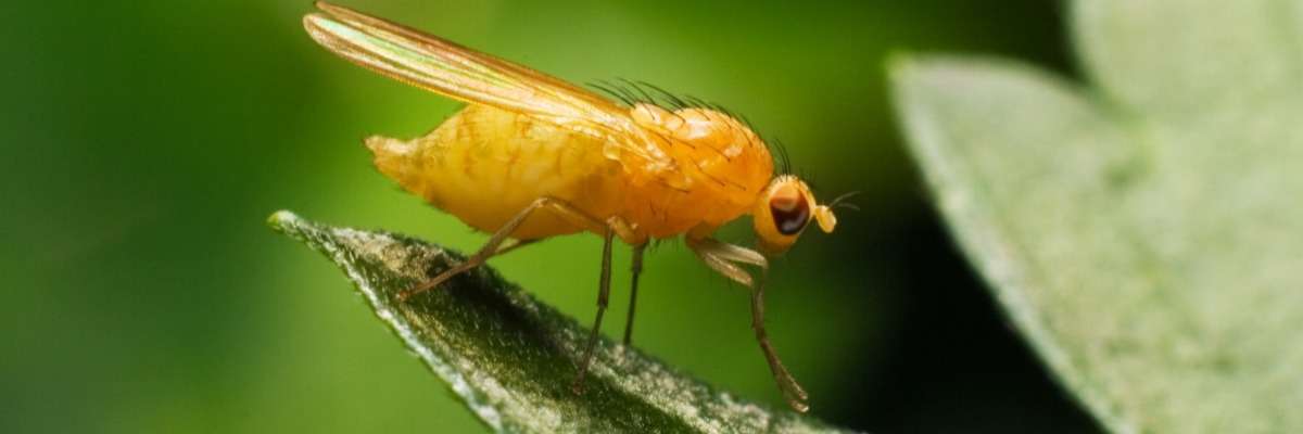 How fruit flies find your food (and mates!)
