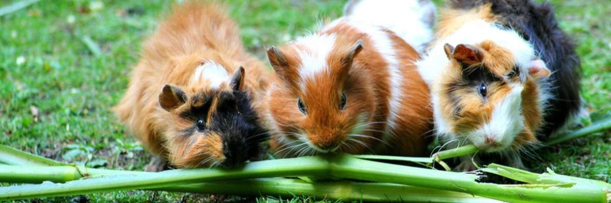 How wild cavies and domesticated guinea pigs differ