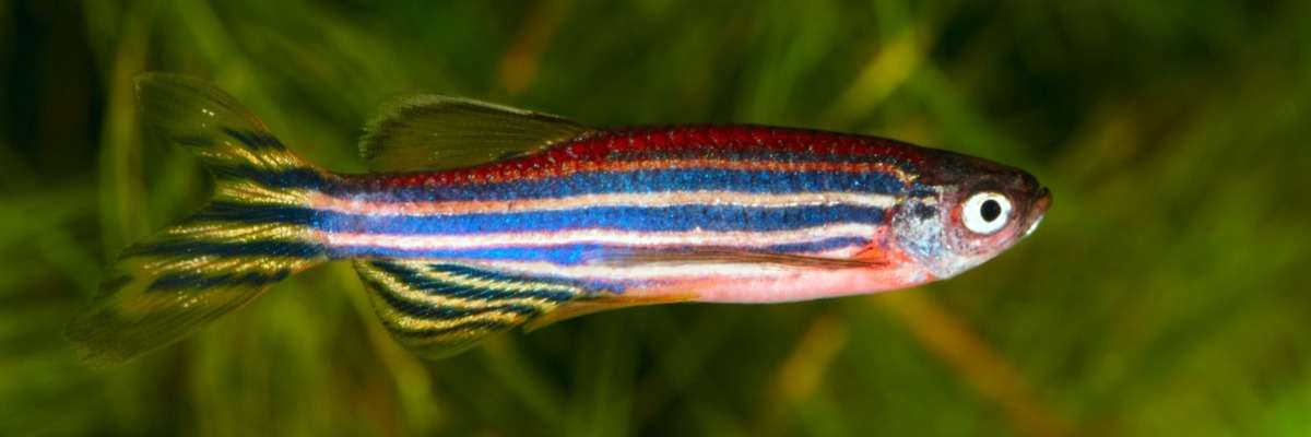 How young zebrafish cope with stress