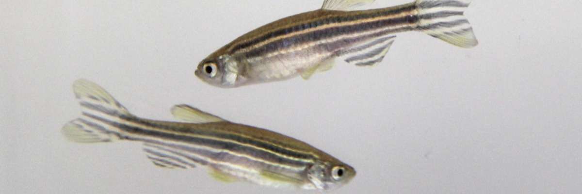 Inhibitory avoidance learning in zebrafish (Danio rerio)