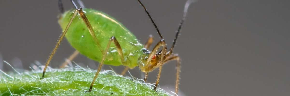 Identification of an aphid resistance gene in Arabidopsis