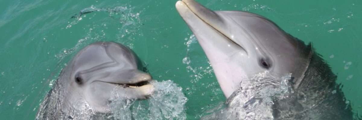Interspecific aggression: spotted dolphins vs. bottlenose dolphins