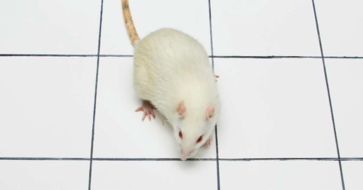 l-dopa-and-parkinsonian-rats