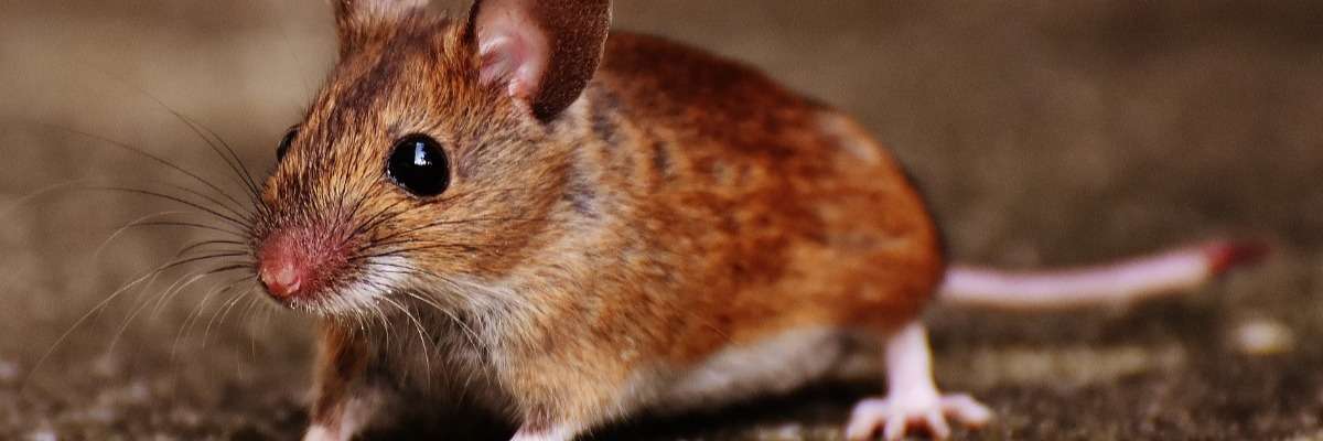 Why it doesn’t seem fair to prefer male mice in behavioral studies