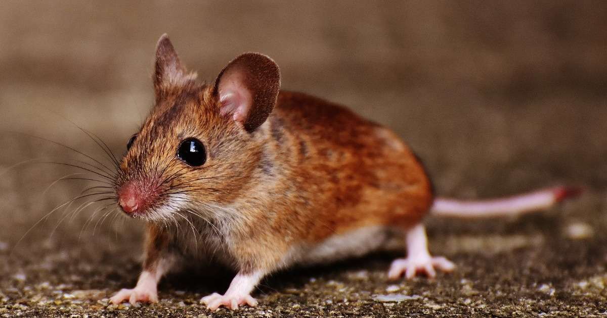 male-mice-behavioral-studies