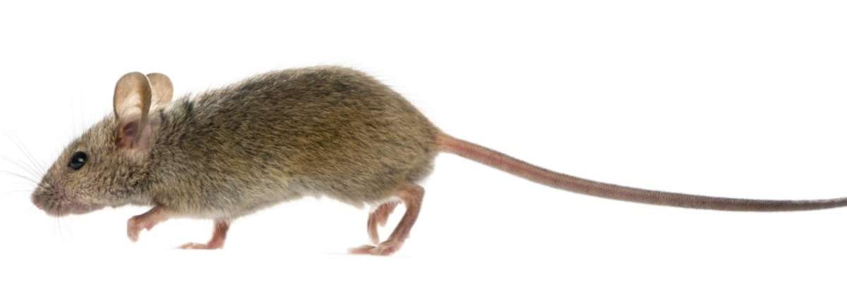Mice walking again after a complete spinal cord crush