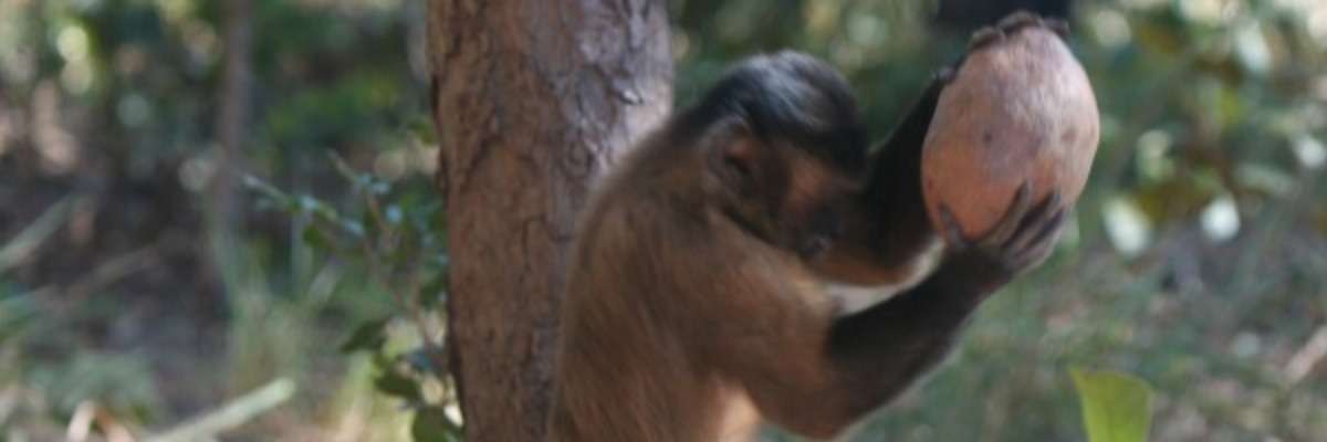 Observing monkey behavior – cracking the nut
