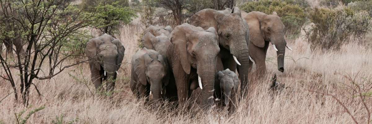 Observing social behavior and communication in wild elephants