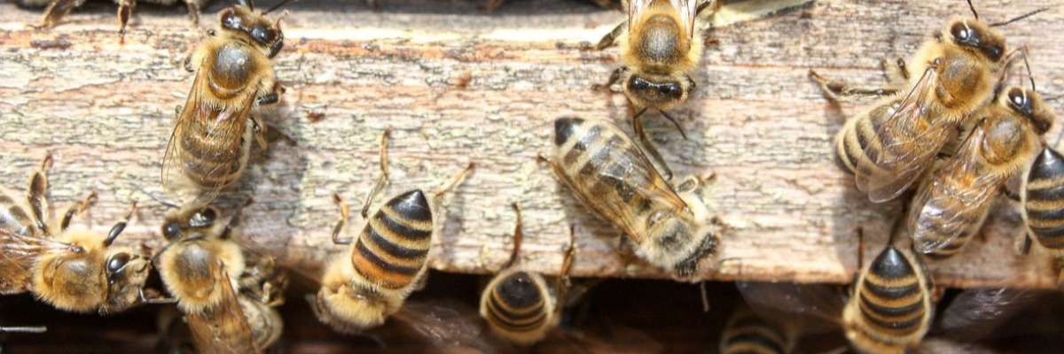 Pesticides in bee colonies affect the behavior of bees
