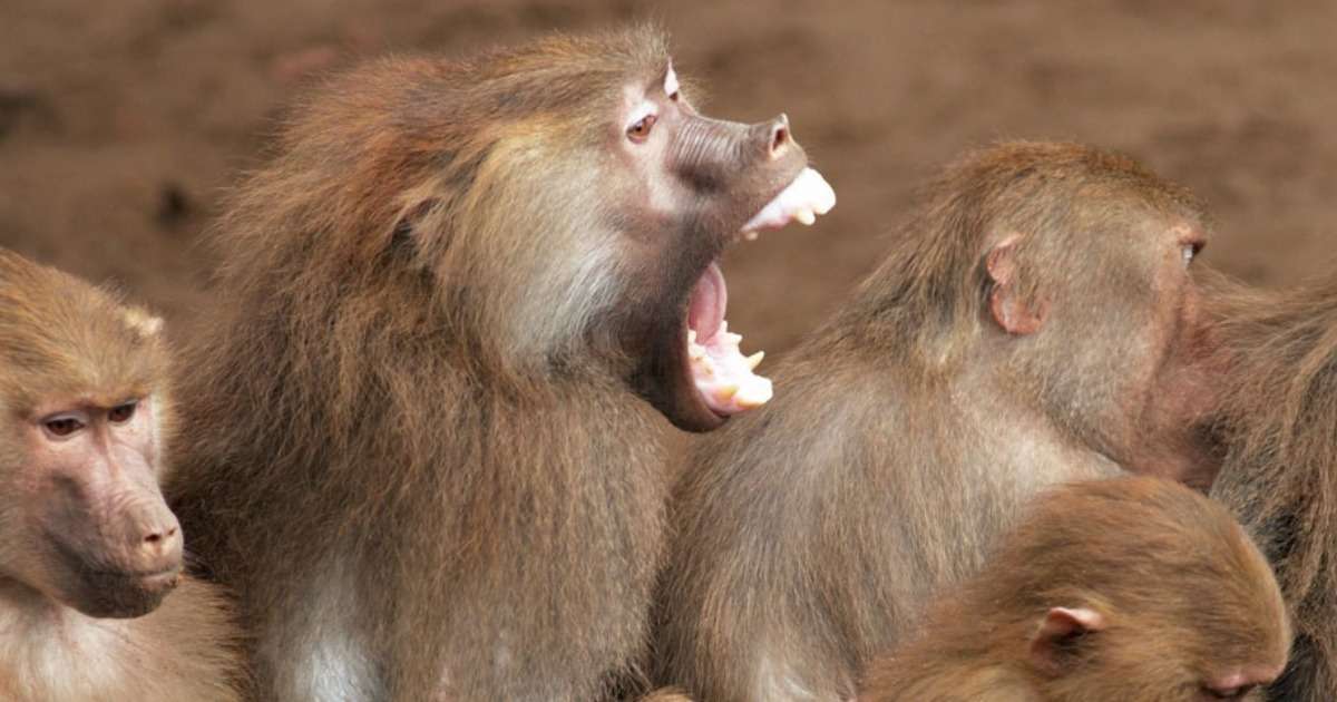 primate-behavior-mating