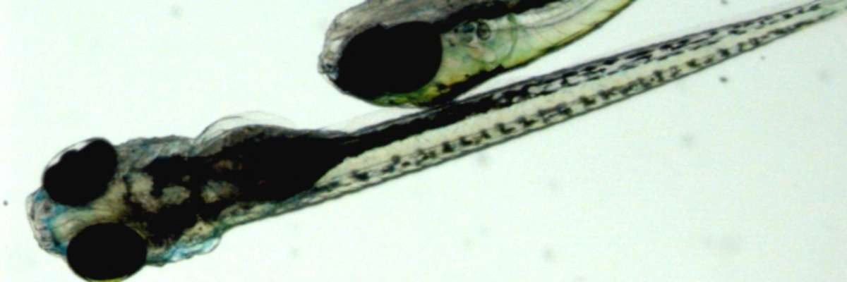 Getting robust results: one zebrafish is not like the other