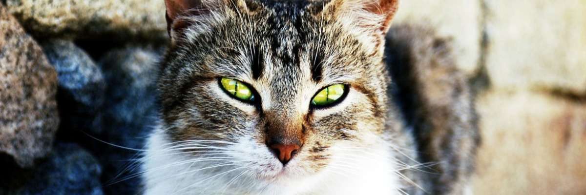 Picky cats and tasty food – sniffing is an indicator for tastiness
