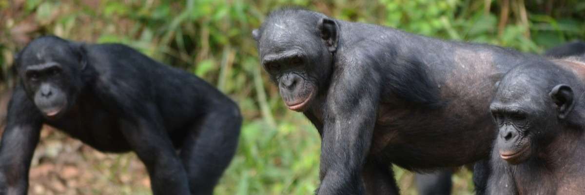 Bonobos not always as tolerant as generally believed: the plot thickens…